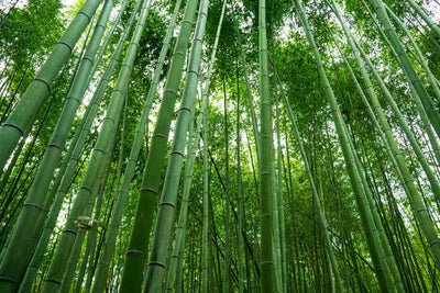The Truth About Bamboo Fabric Production