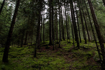 Why Responsible Forestry Matters in Disposable Diapers