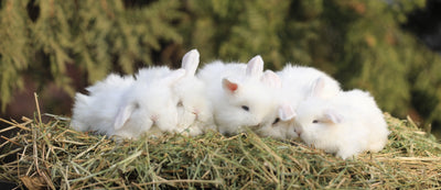 How Do You Choose the Best Nontoxic Diaper?