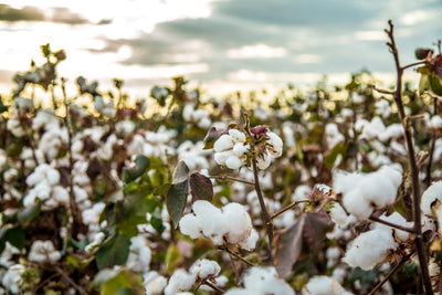 Greenwashing in Diapers: Organic Cotton vs. More Cotton