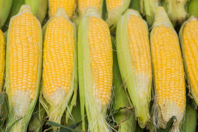 Plant-Based” Plastic in Diapers: Science or Greenwashing?