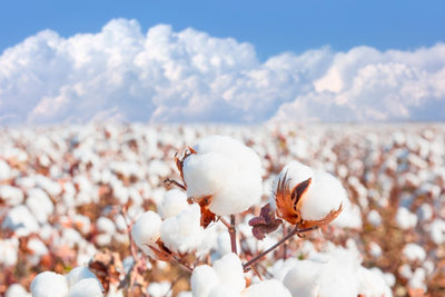 Is Cotton the Sustainable Future? Discover Why It’s a Game-Changer